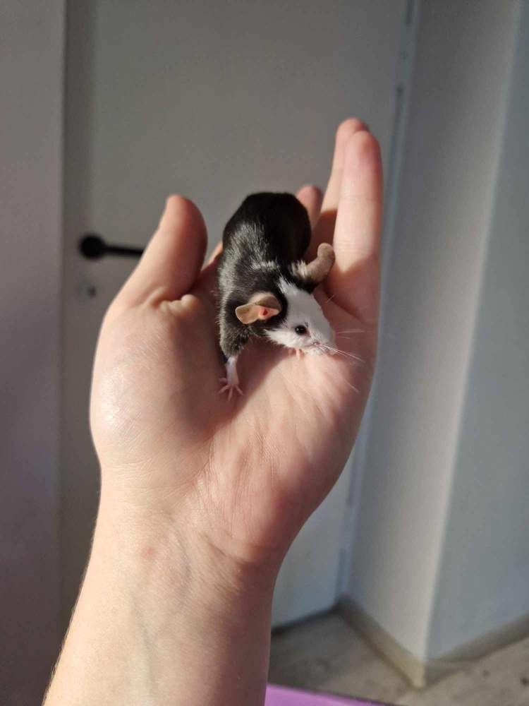 Fancy mouse Pet only Mus musculus 