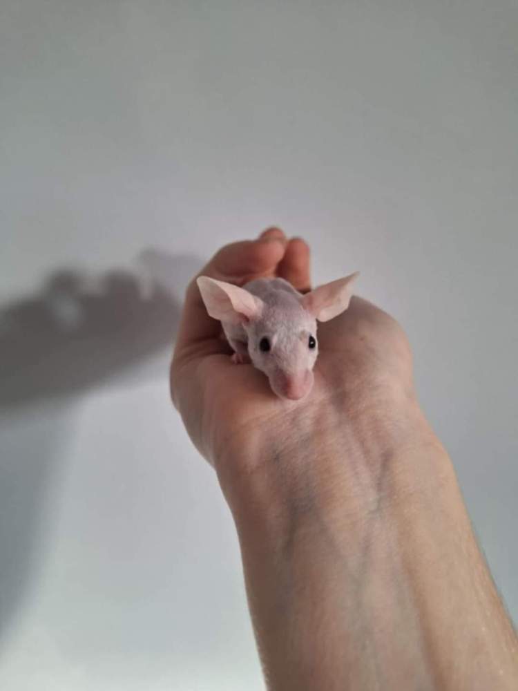 Fancy mouse Pet only Mus musculus 