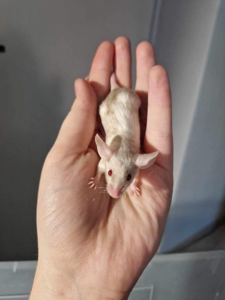 Fancy mouse Pet only Mus musculus 