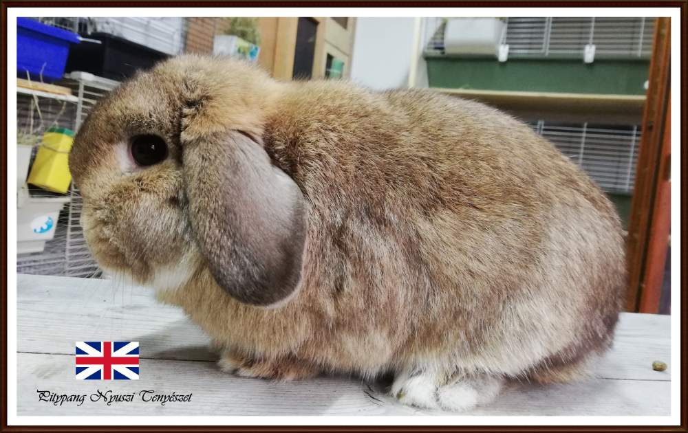 Mini (NHD) kosorrú nyúl Breeder Brachylagus idahoensis Hungary, Tiszajeno