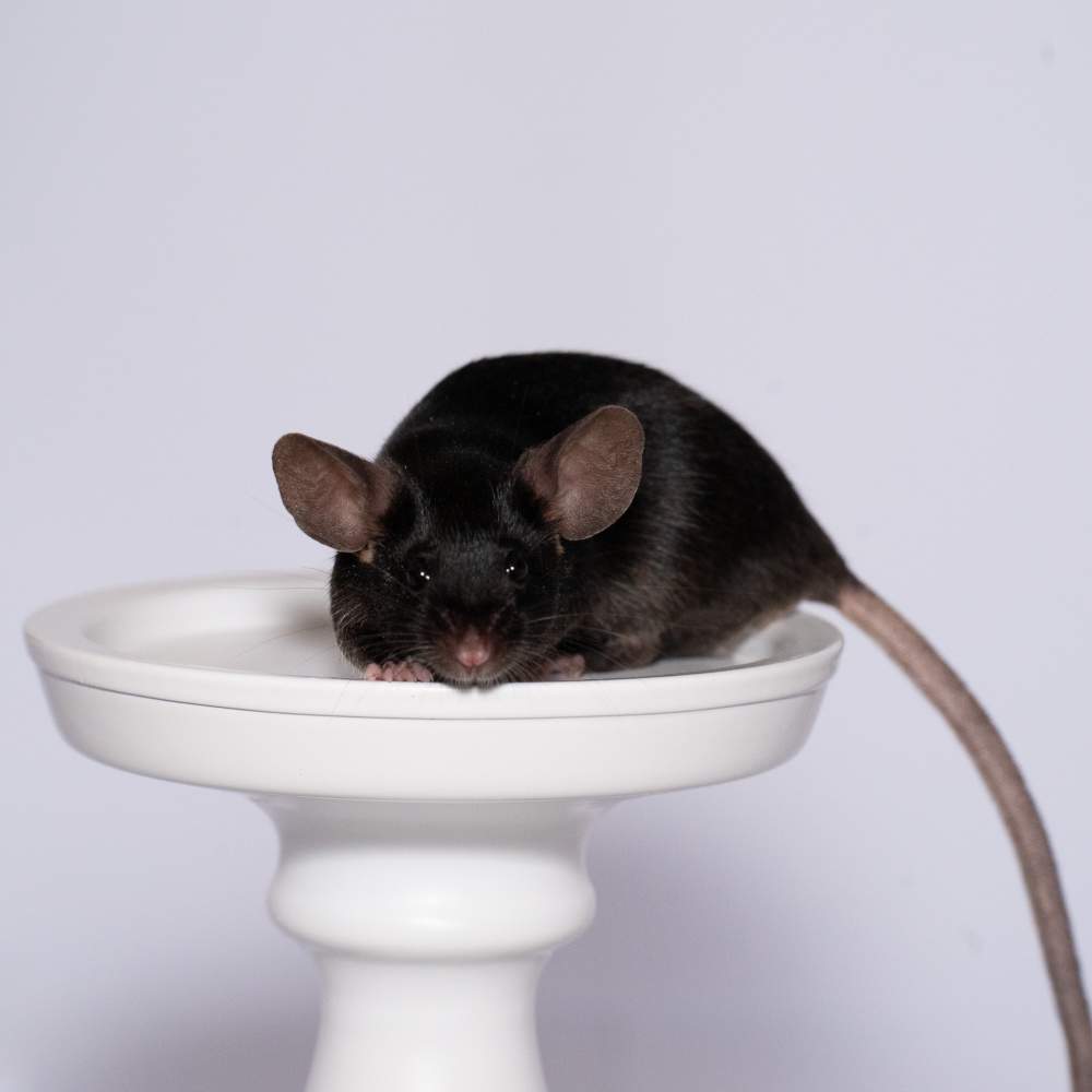 Fancy mouse Breeder Mus musculus 