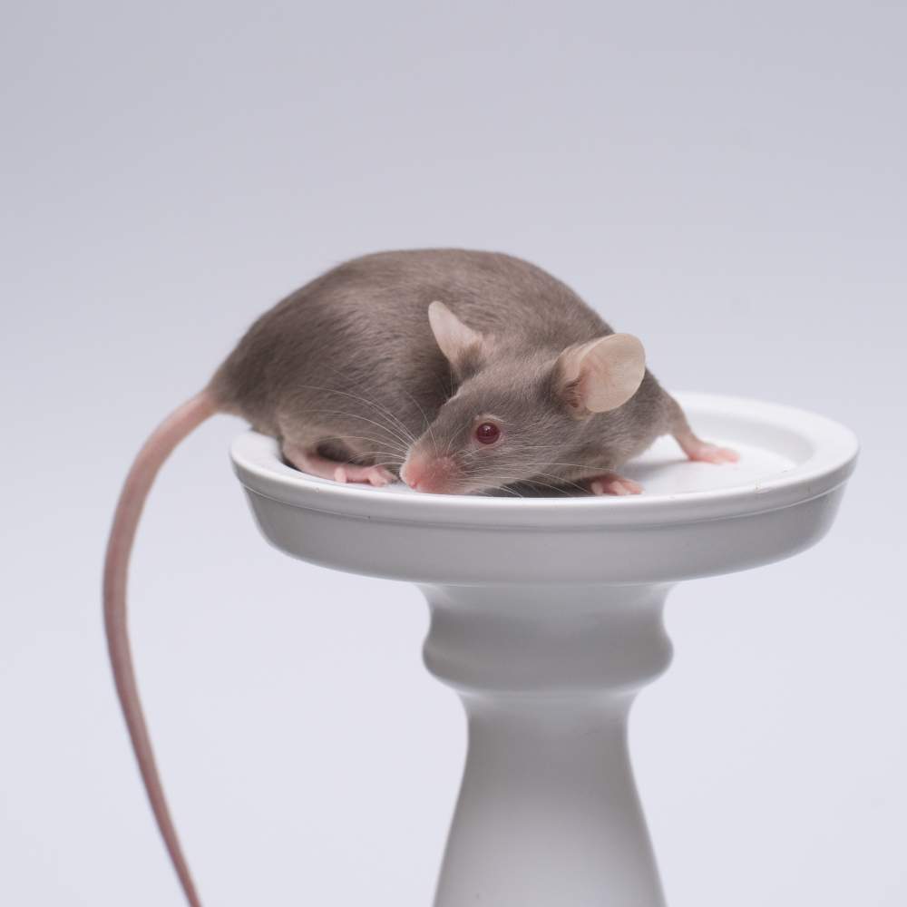 Fancy mouse Breeder Mus musculus 