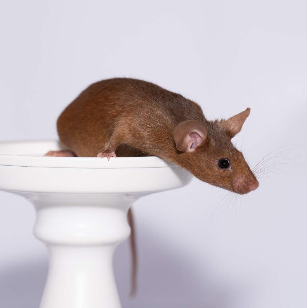 Fancy mouse Breeder Mus musculus 