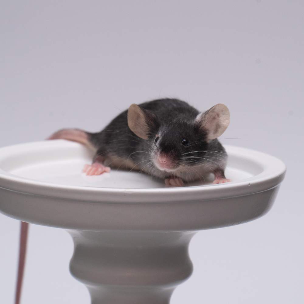 Fancy mouse Breeder Mus musculus 