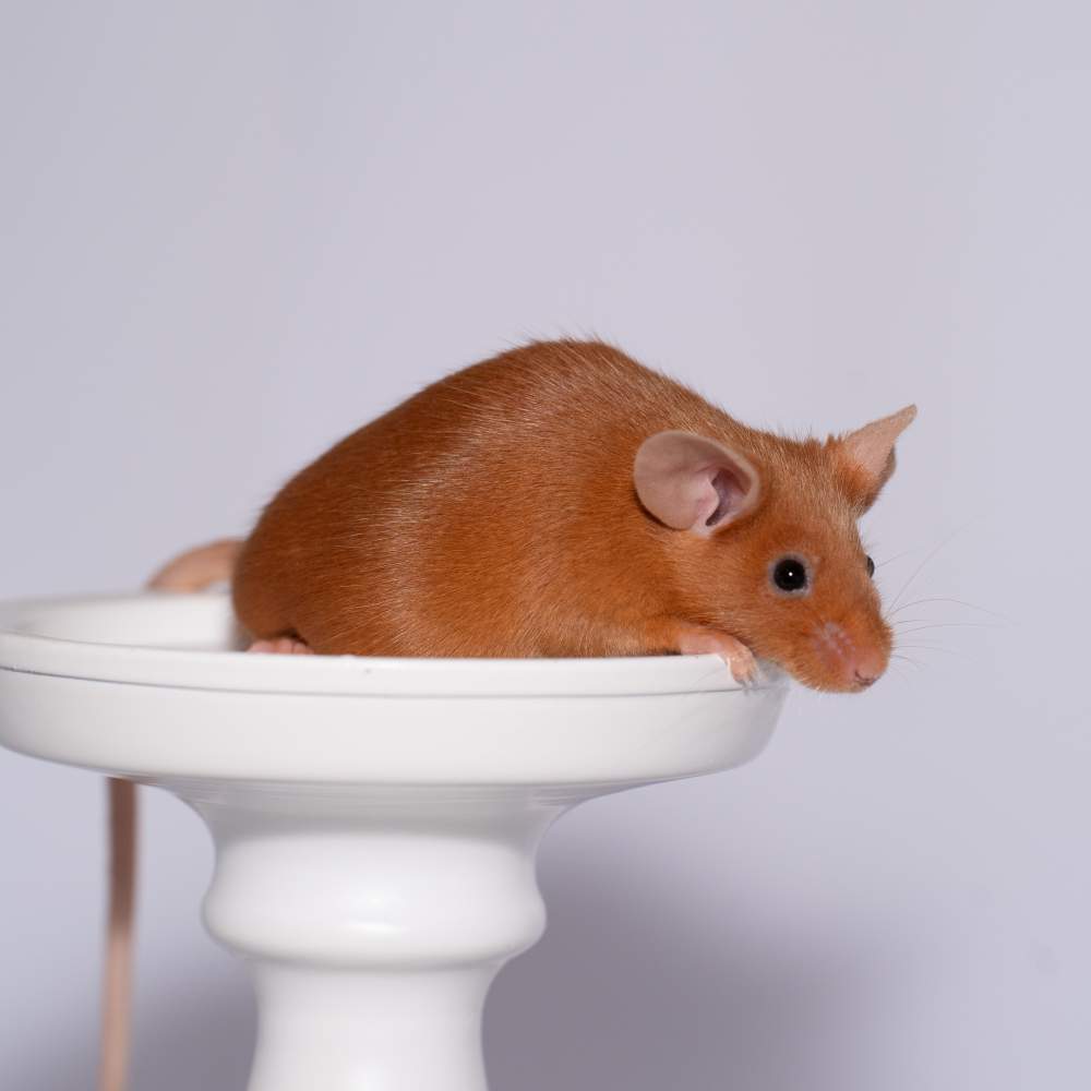 Fancy mouse Rehomed Mus musculus 