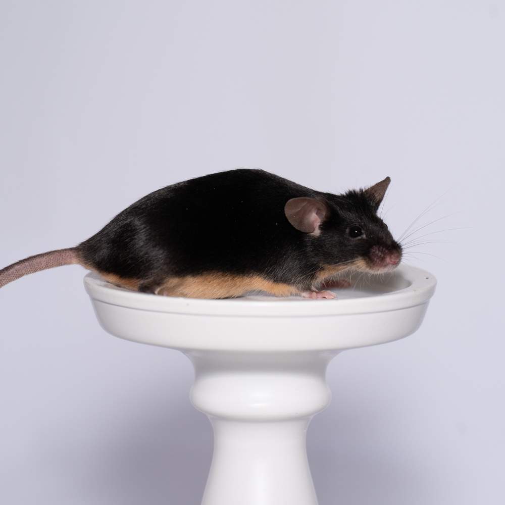 Fancy mouse Rehomed Mus musculus 