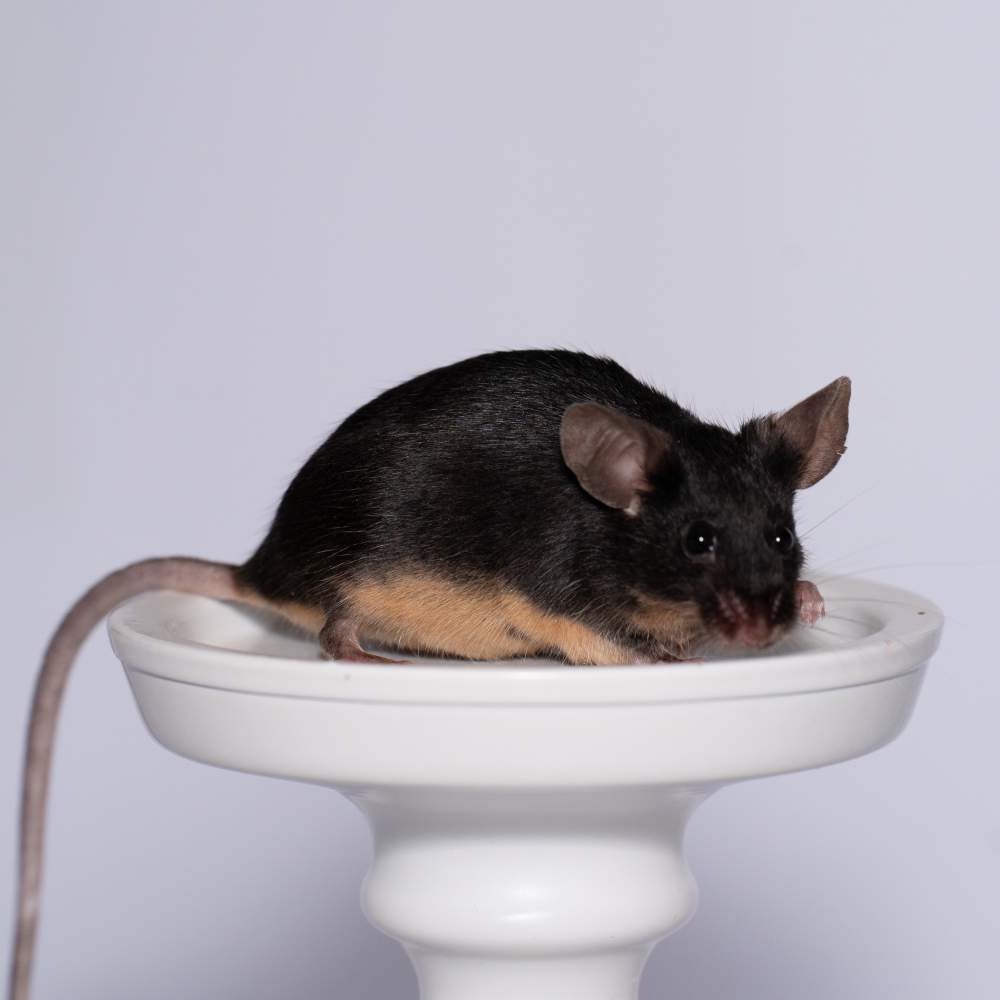 Fancy mouse Breeder Mus musculus 