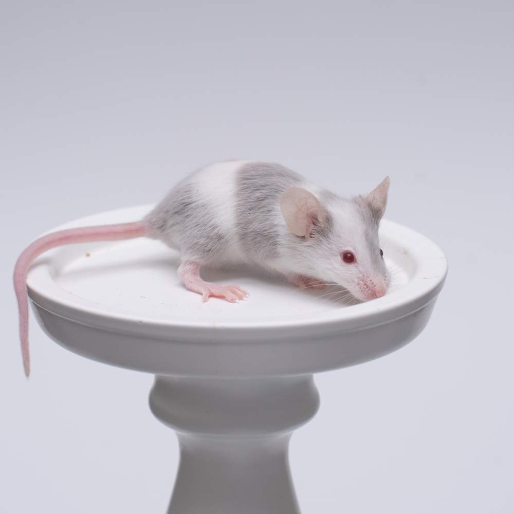 Fancy mouse Breeder Mus musculus 