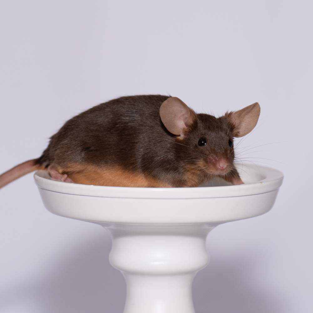 Fancy mouse Breeder Mus musculus 