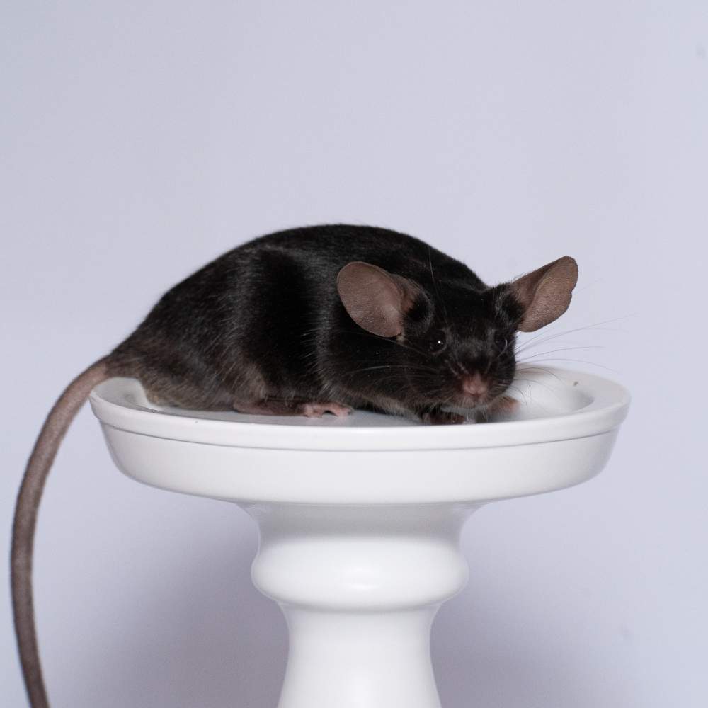 Fancy mouse Breeder Mus musculus 