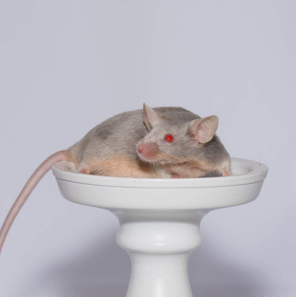 Fancy mouse Breeder Mus musculus 