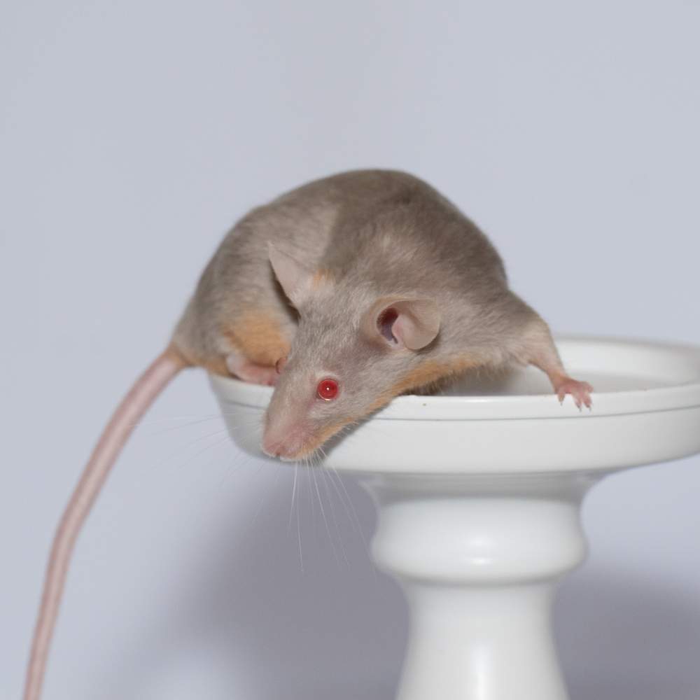 Fancy mouse Breeder Mus musculus 