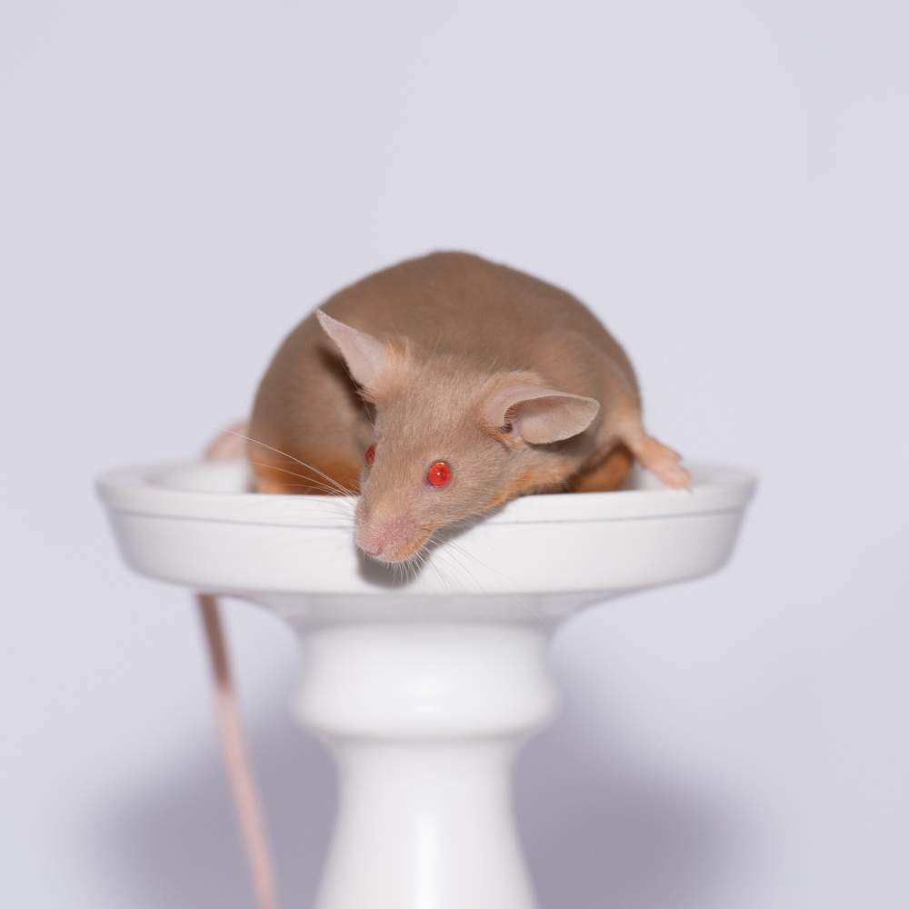 Fancy mouse Breeder Mus musculus 