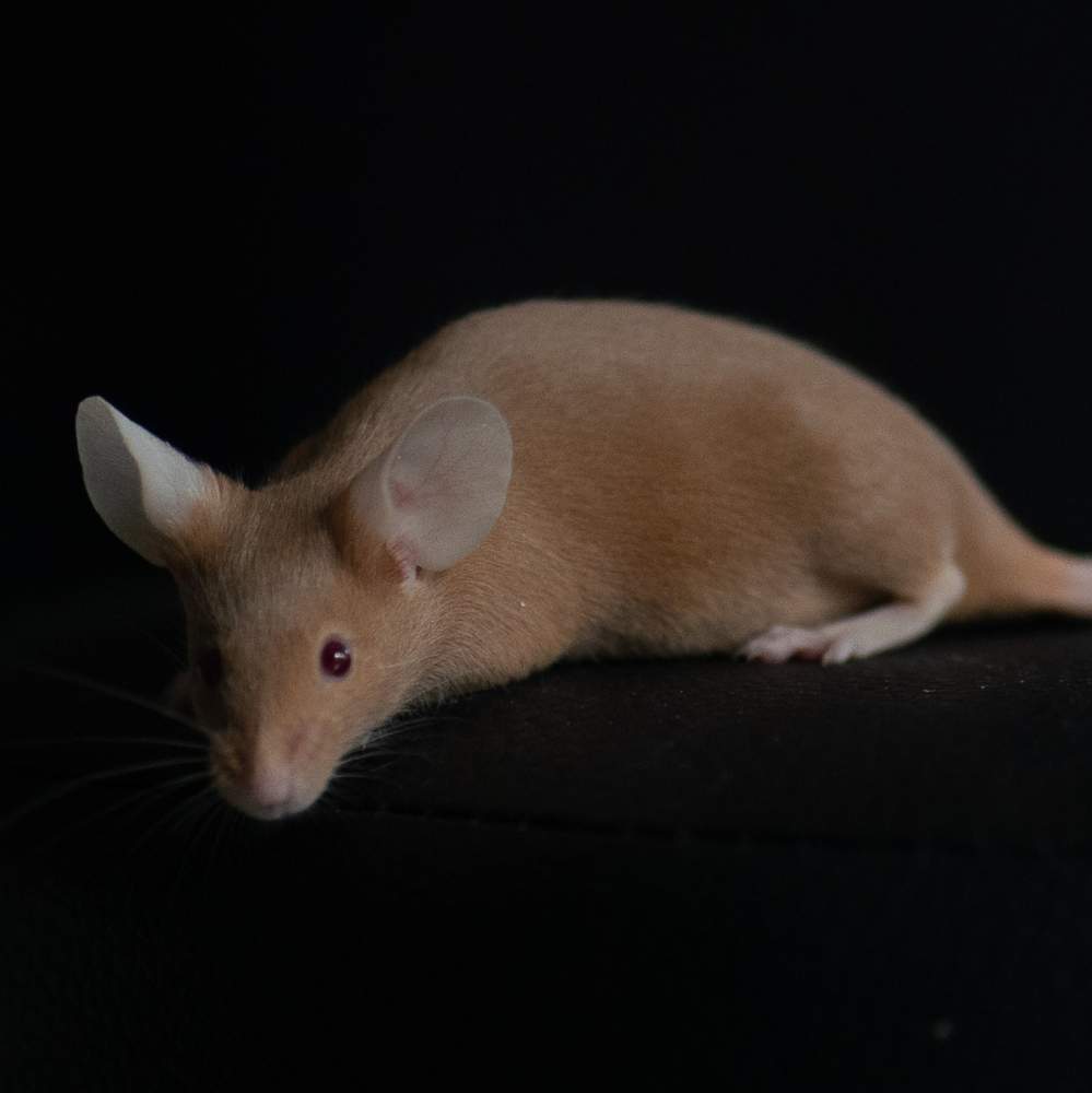 Fancy mouse Rehomed Mus musculus 