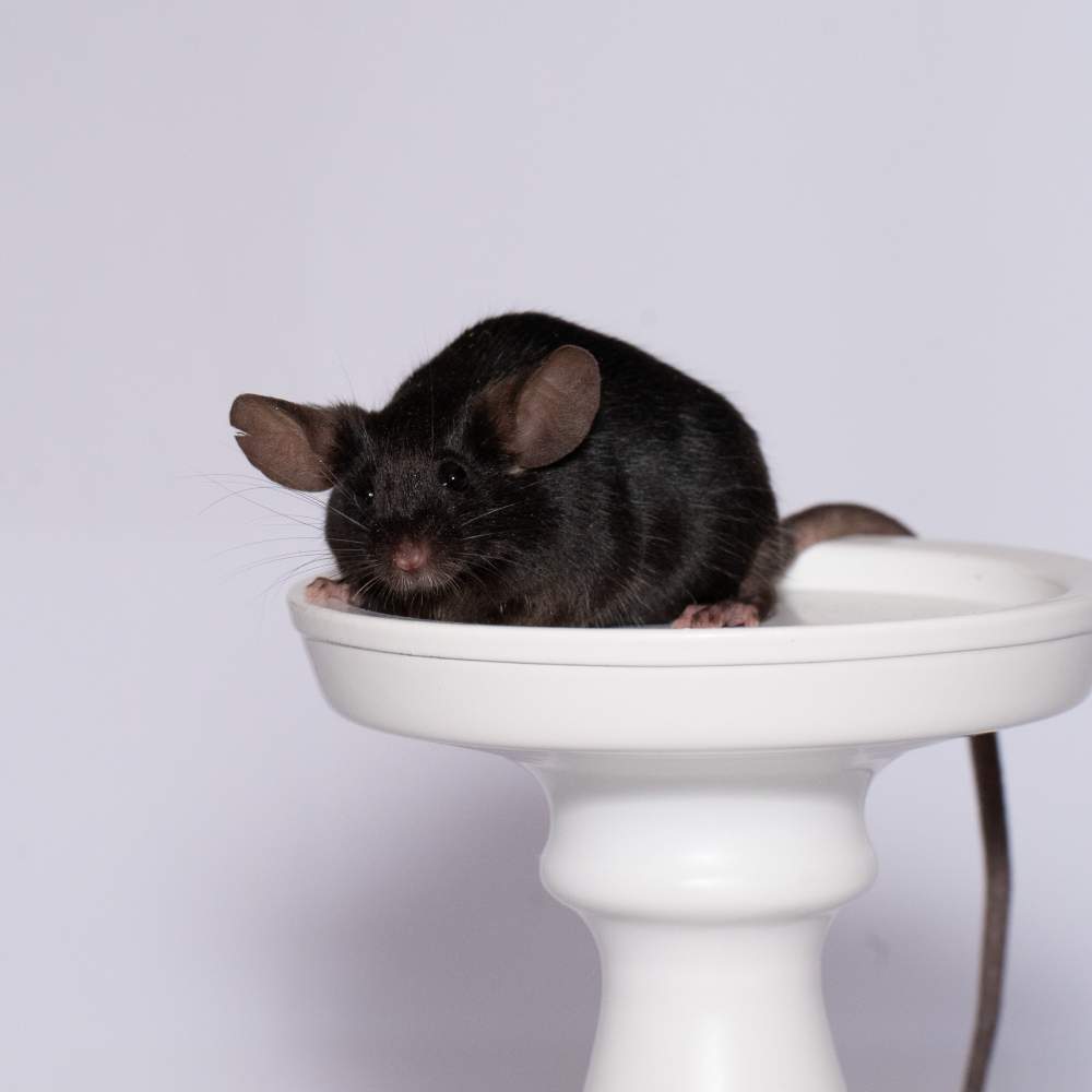 Fancy mouse Breeder Mus musculus 