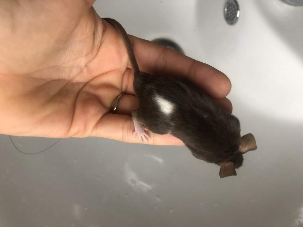 Fancy mouse Available for rehoming Mus musculus 