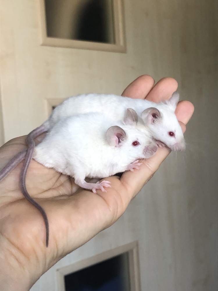 Fancy mouse Show animal Mus musculus 