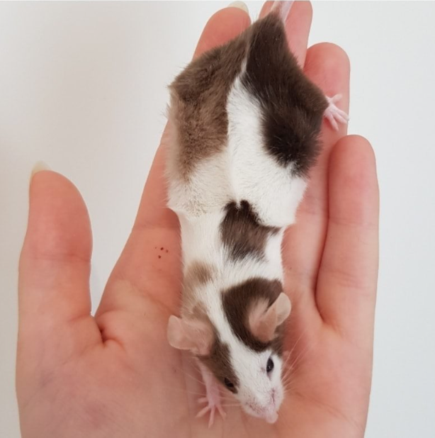 Fancy mouse Rehomed Mus musculus 