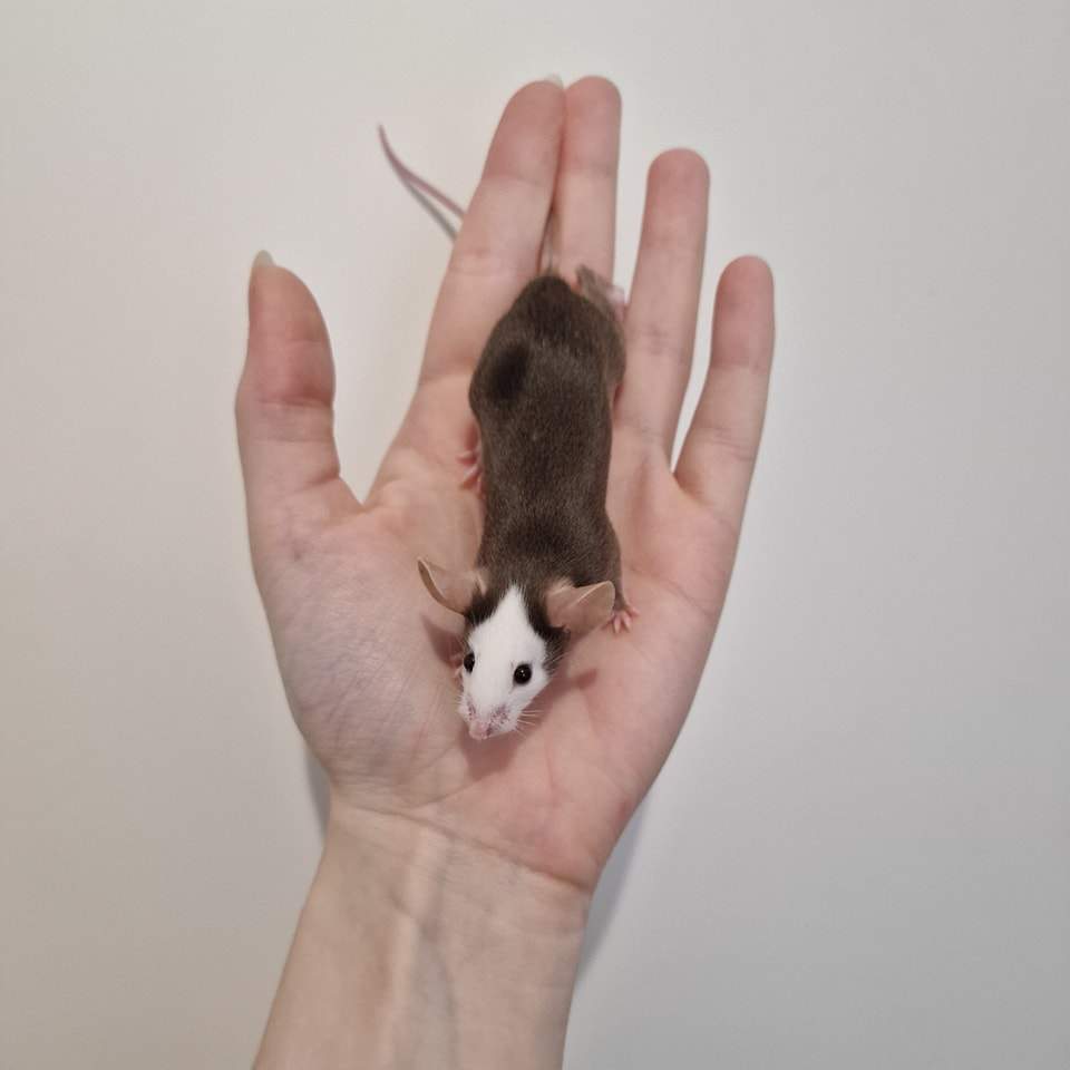 Fancy mouse Breeder Mus musculus 