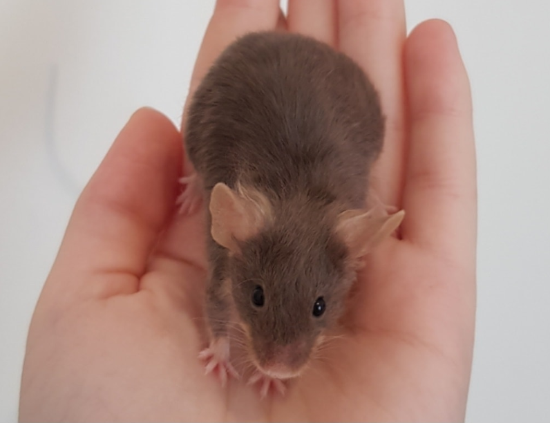 Fancy mouse Rehomed Mus musculus 