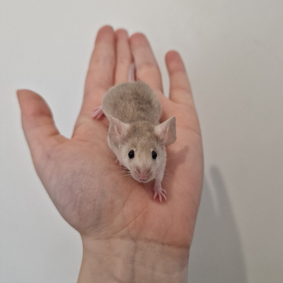 Fancy mouse Rehomed Mus musculus 