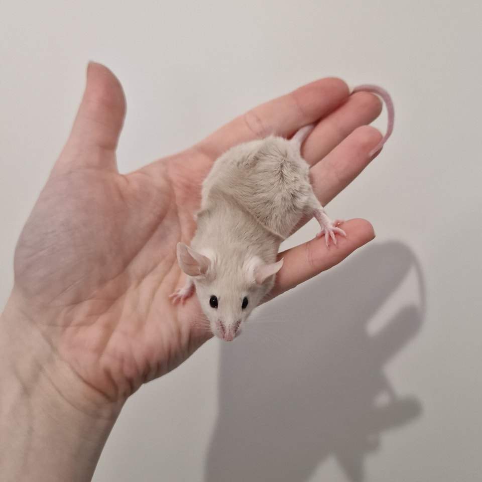 Fancy mouse Breeder Mus musculus 