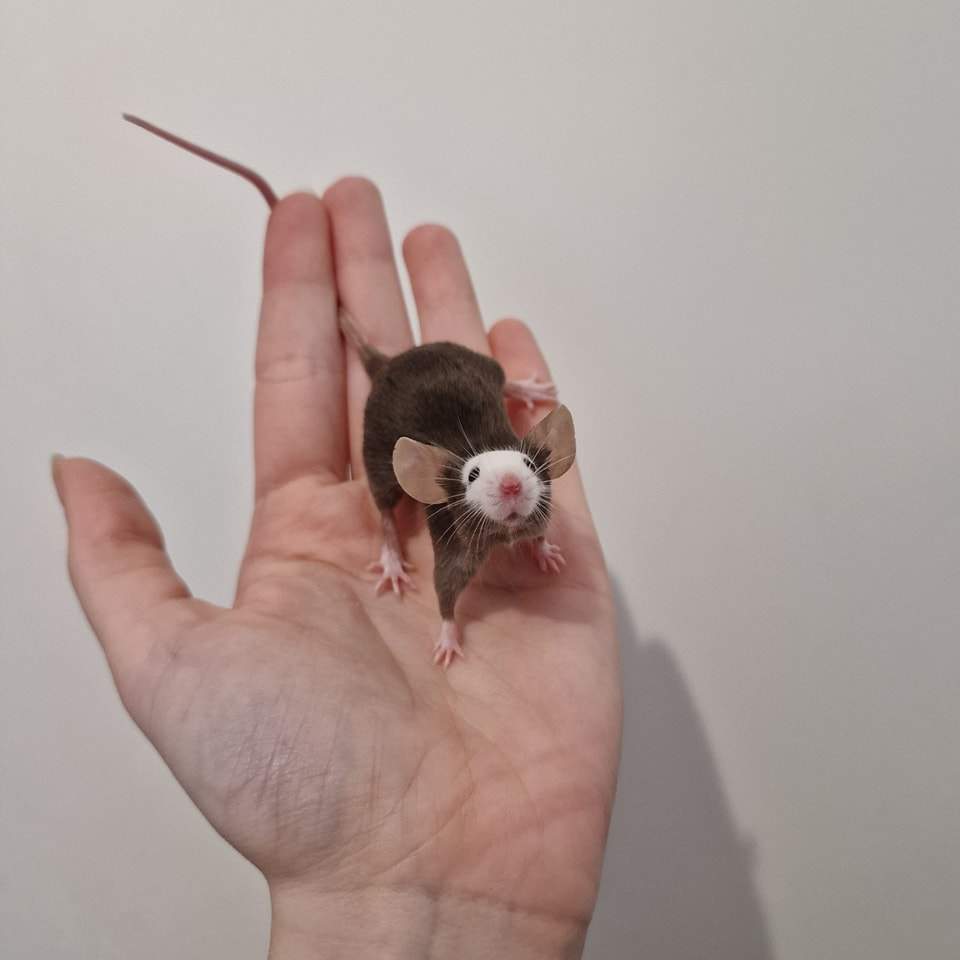 Fancy mouse Breeder Mus musculus 