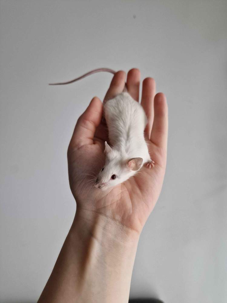 Fancy mouse Breeder Mus musculus 