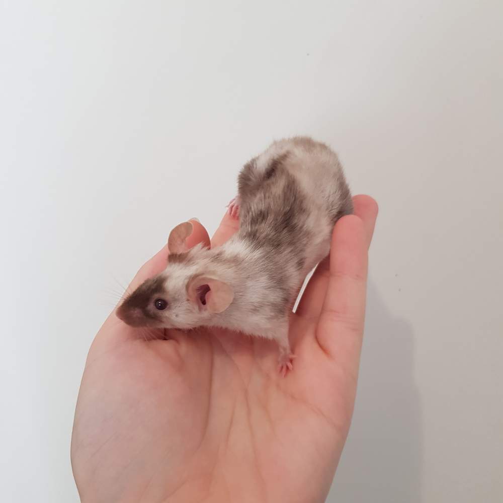 Fancy mouse Rehomed Mus musculus 