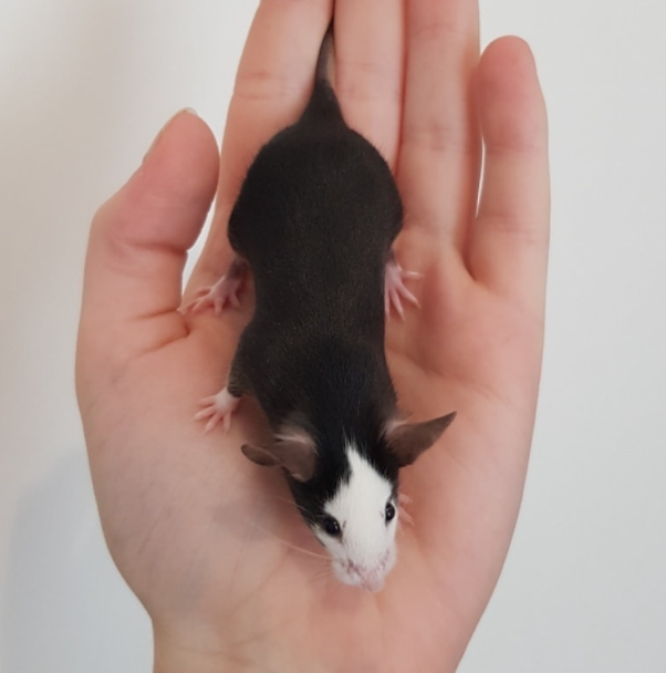 Fancy mouse Rehomed Mus musculus 