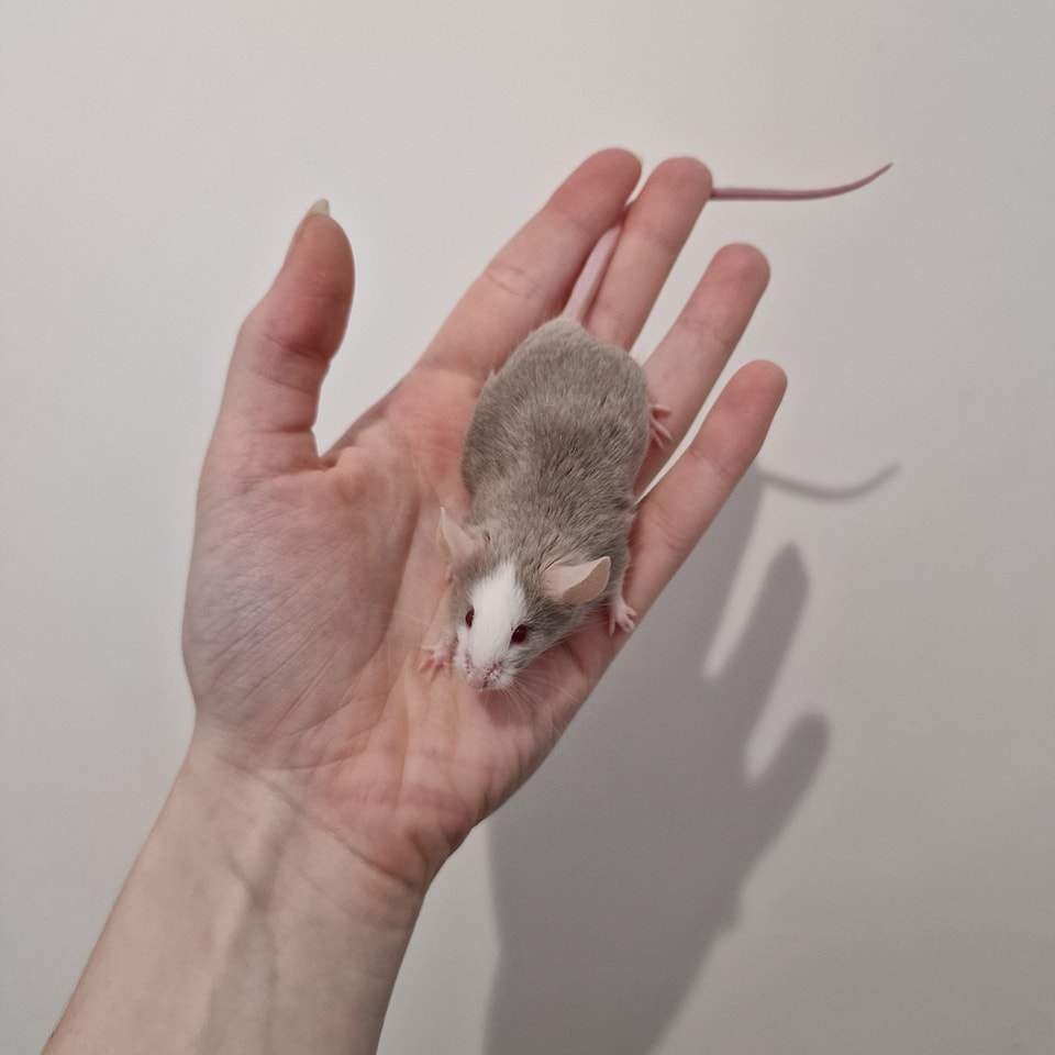 Fancy mouse Breeder Mus musculus 