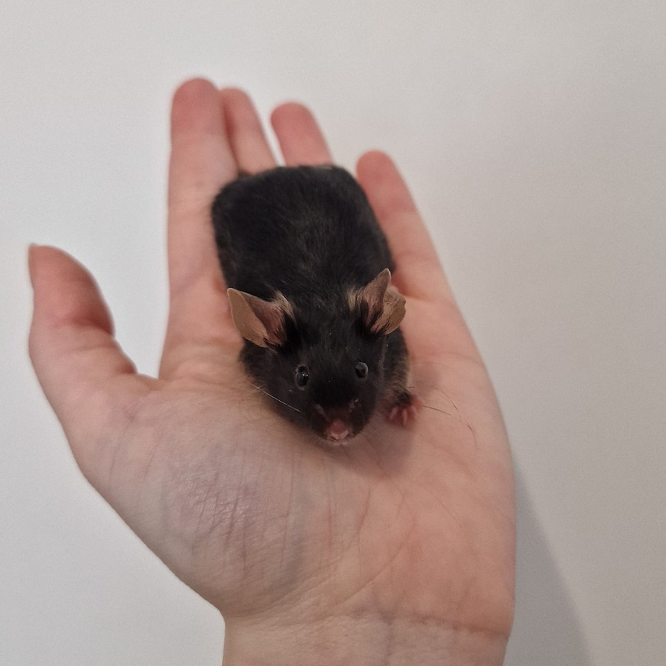 Fancy mouse Retired Mus musculus 