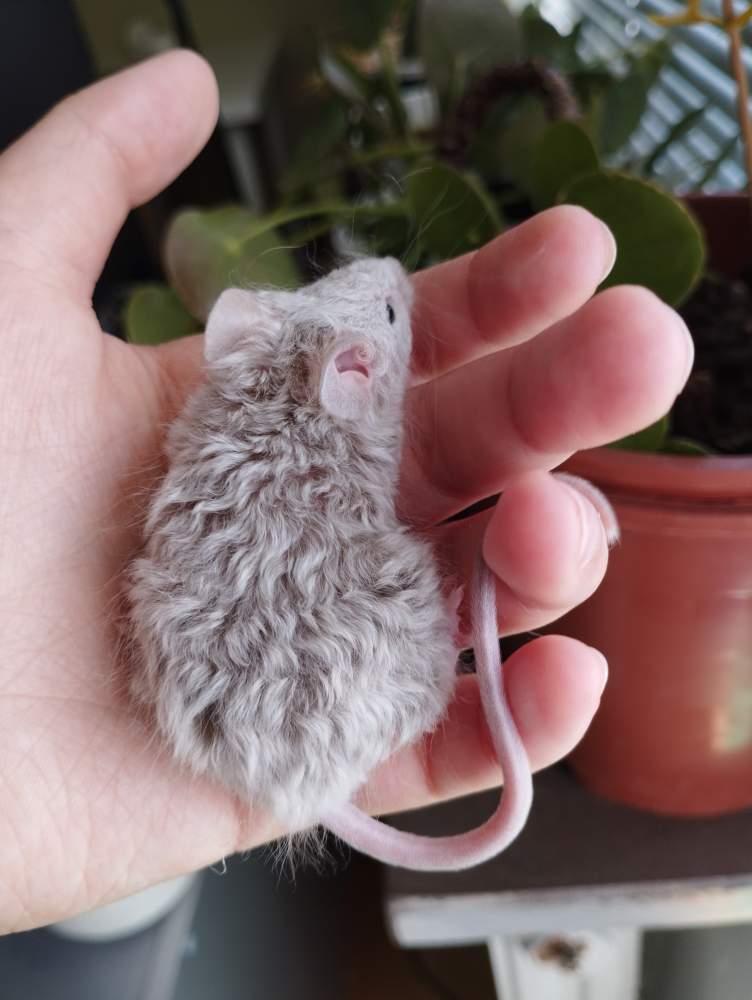 Fancy mouse Pet only Mus musculus 