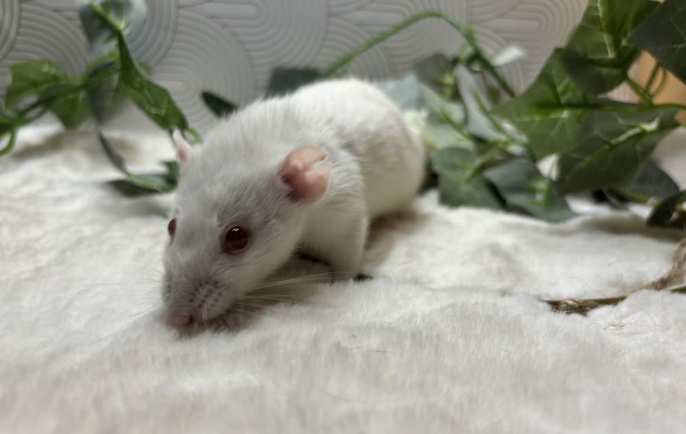 Fancy rat Pet only Rattus norvegicus 