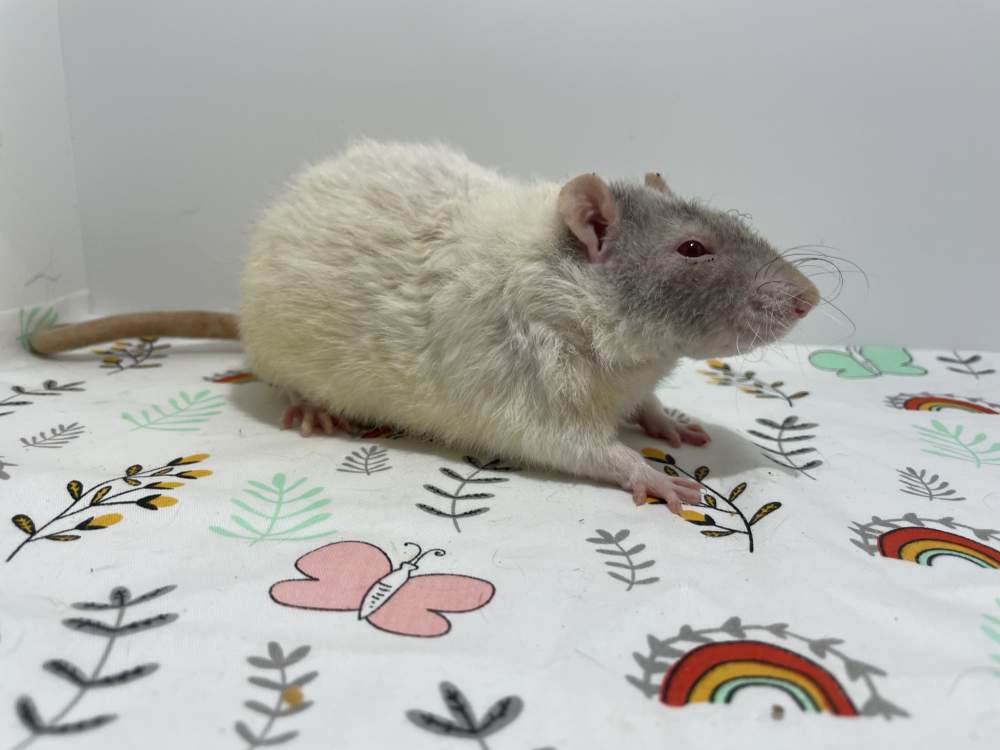 Fancy rat Breeder Rattus norvegicus 