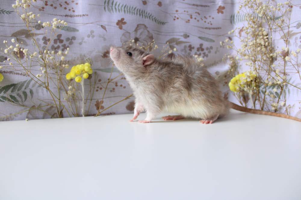 Fancy rat Breeder Rattus norvegicus 