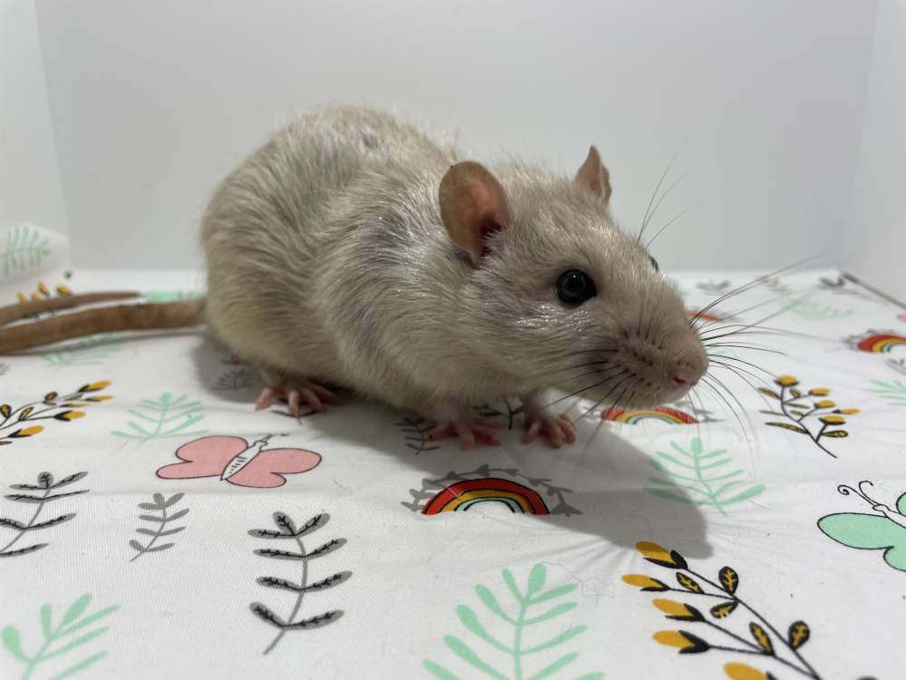 Fancy rat Breeder Rattus norvegicus 