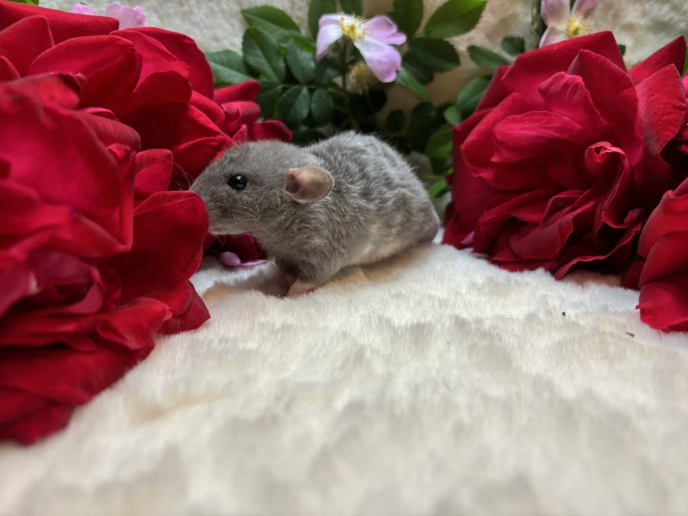 Fancy rat Show animal Rattus norvegicus 