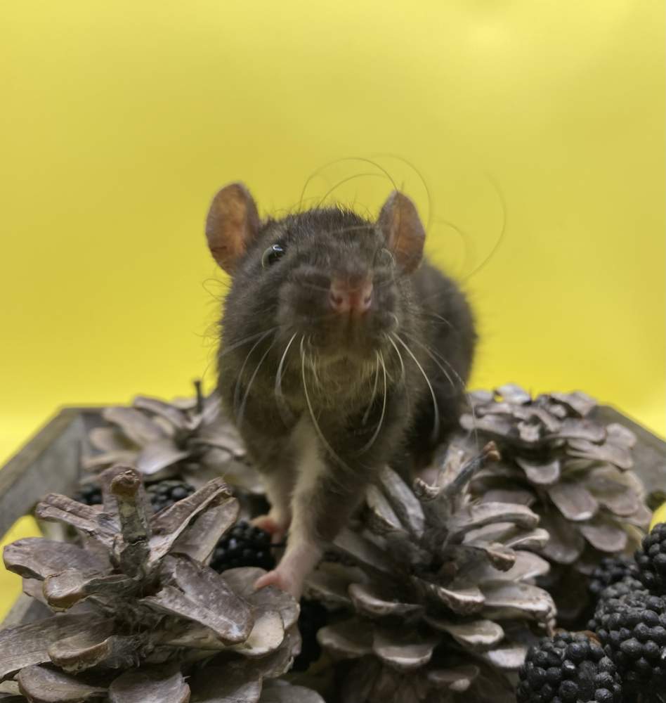 Fancy rat Pet only Rattus norvegicus 