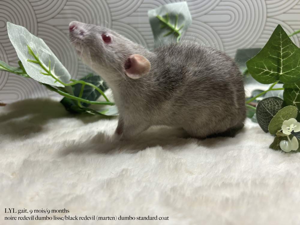 Fancy rat Pet only Rattus norvegicus 