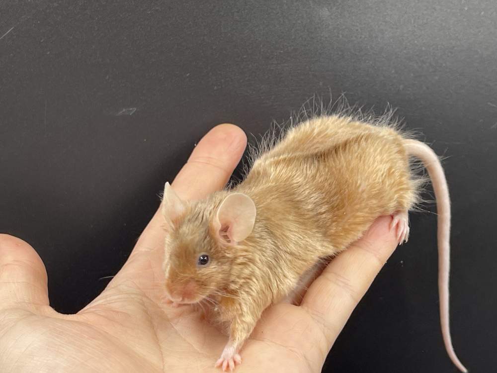 Fancy mouse Pet only Mus musculus 