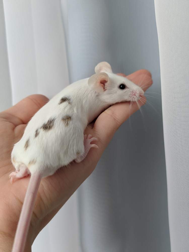 Fancy mouse Breeder Mus musculus 