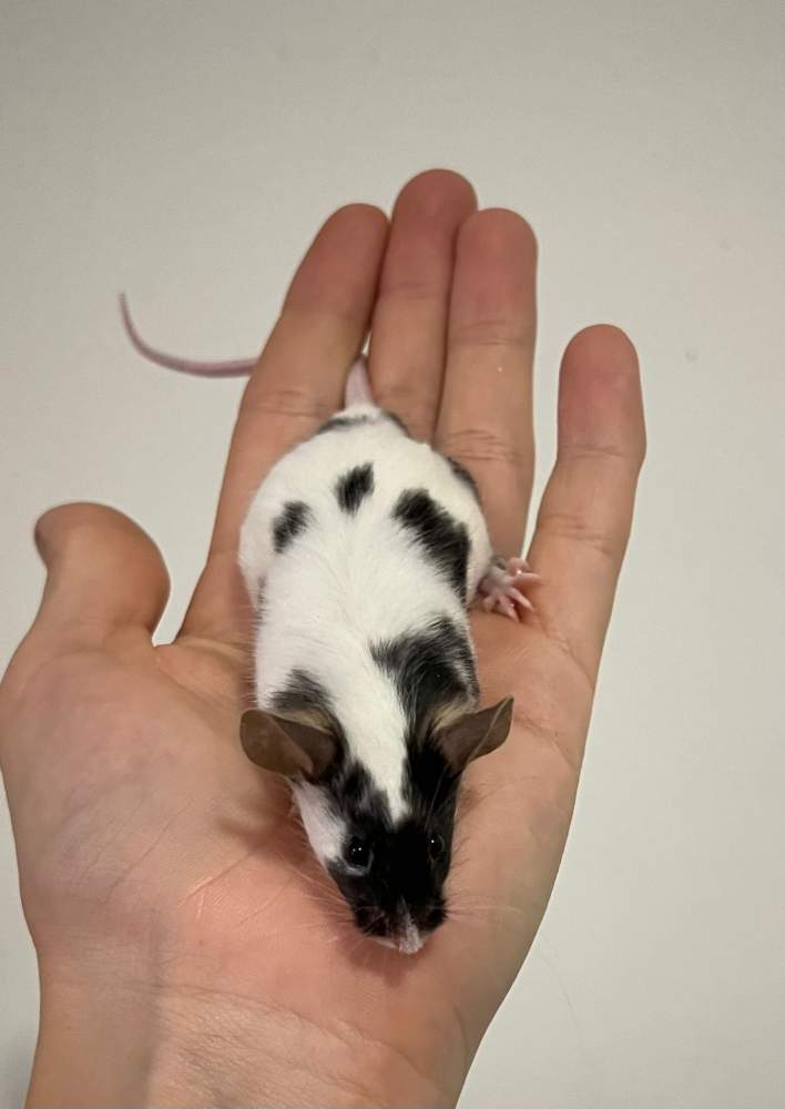 Fancy mouse Breeder Mus musculus 