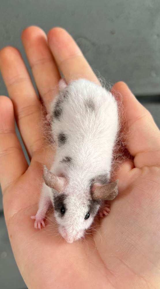 Fancy mouse Breeder Mus musculus 