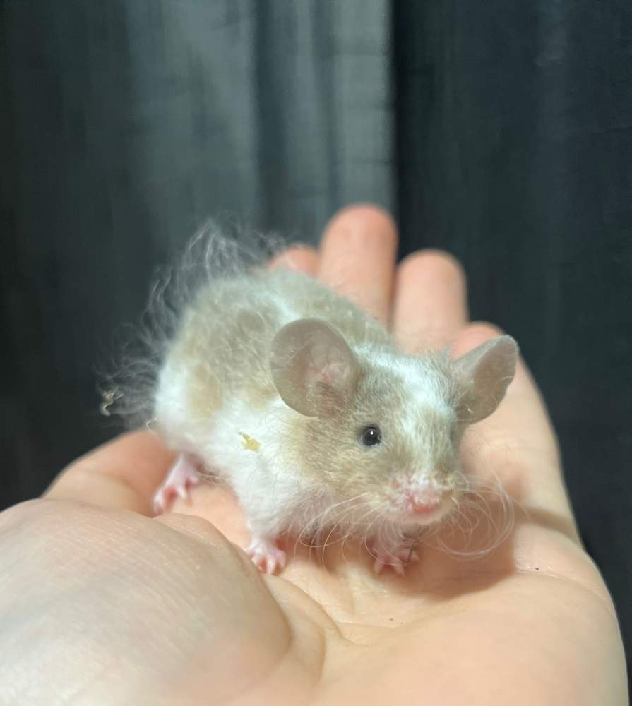 Fancy mouse Breeder Mus musculus 