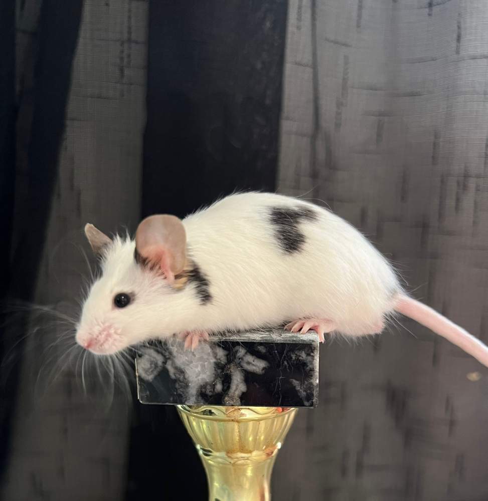 Fancy mouse Pet only Mus musculus 