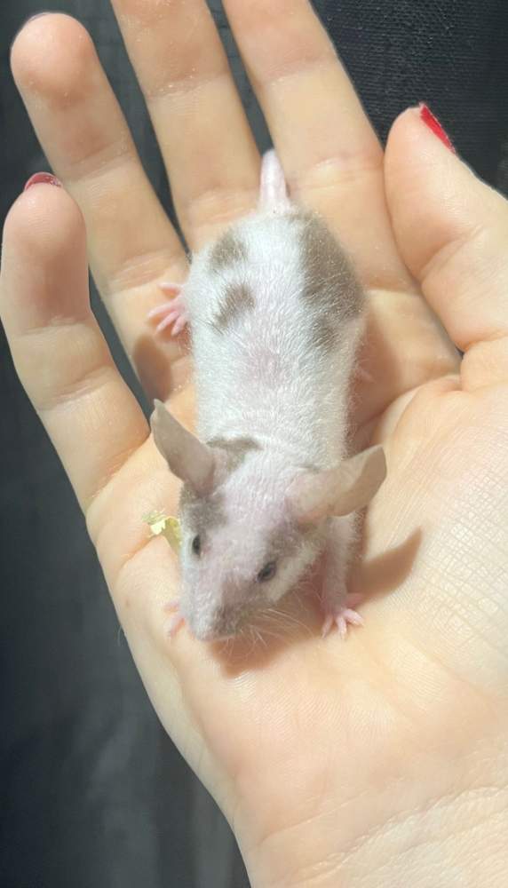 Fancy mouse Breeder Mus musculus 