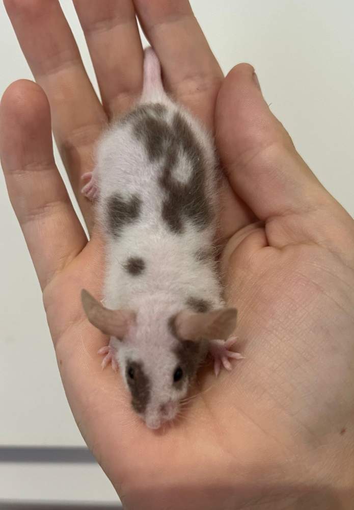 Fancy mouse Breeder Mus musculus 