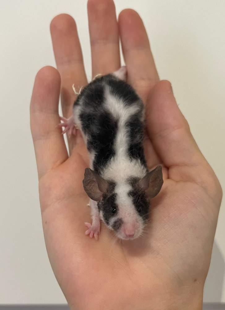 Fancy mouse Breeder Mus musculus 