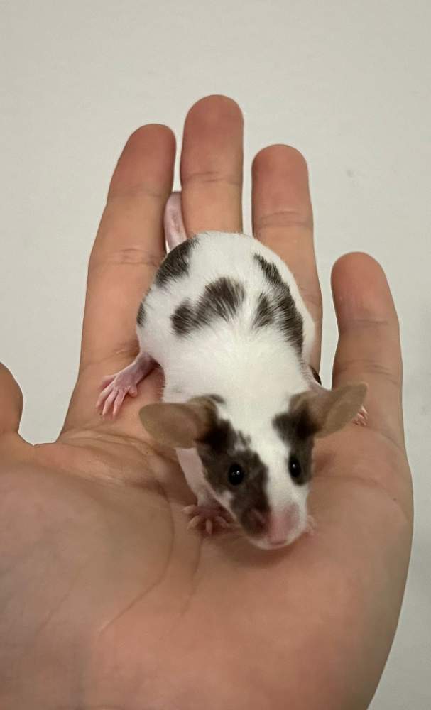 Fancy mouse Breeder Mus musculus 